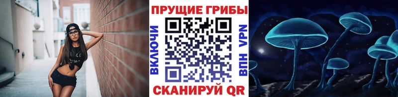 Галлюциногенные грибы Psilocybine cubensis  закладка  Злынка 